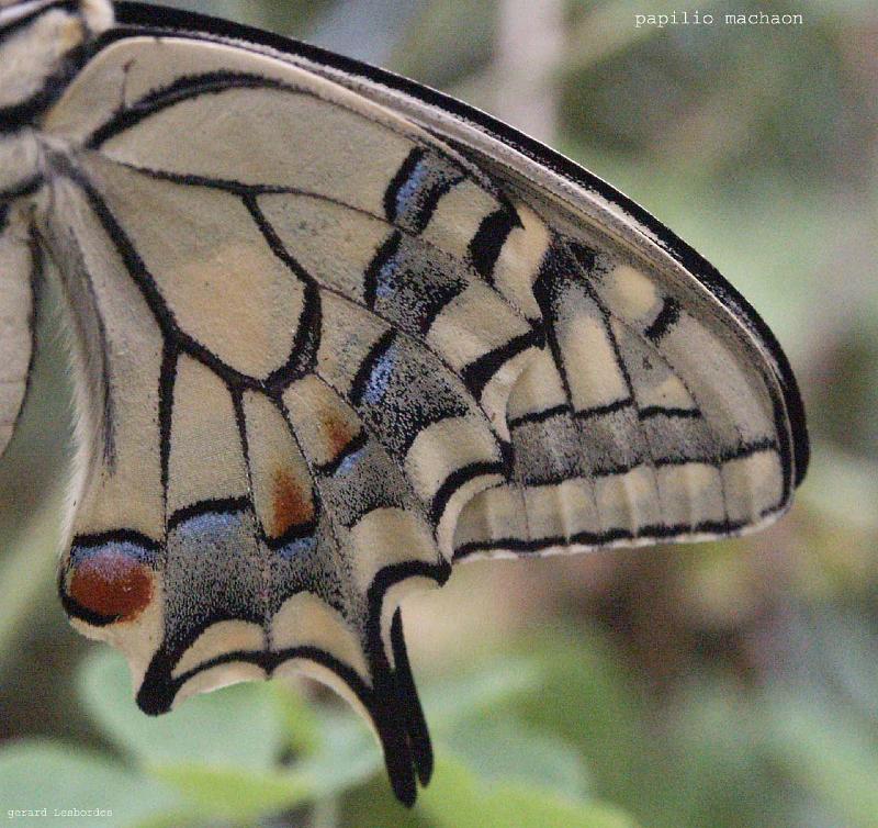 machaon 5.jpg